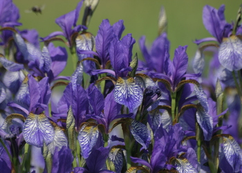 Sibirische Schwertlilie (Iris sibirica) - © Emanuel Trummer